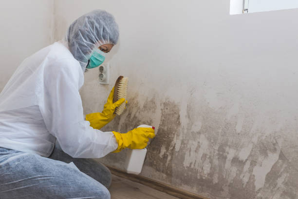 Attic Mold Removal in Lakeside, CA