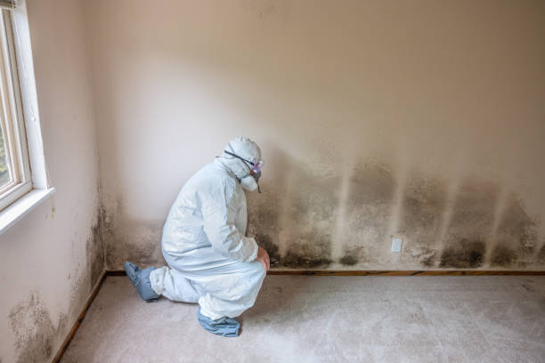 Best Attic Mold Removal  in Lakeside, CA