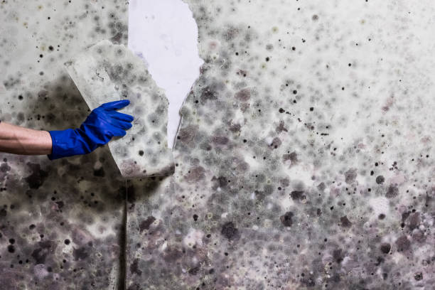 Home Mold Removal in Lakeside, CA